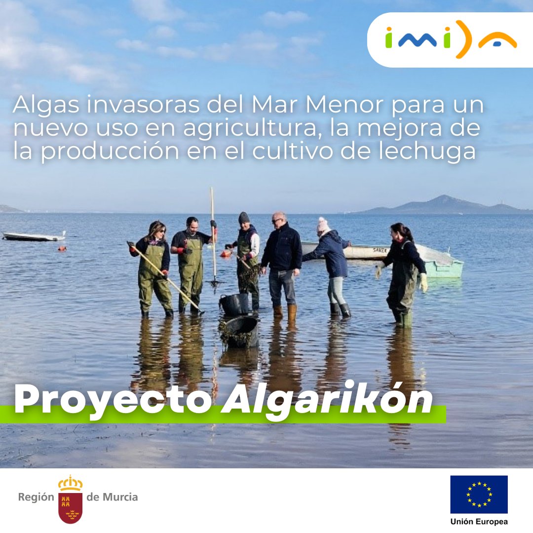 imida_murcia's tweet photo. #ProyectoAlgarikón #ProgramaTED Algas invasoras del #MarMenor son retiradas para un nuevo uso en agricultura: mejora de la producción en el cultivo de lechuga 🌊🥬 @imida_murcia @UAM_Madrid @CIEMAT_OPI #CTICH Más información ▶️ https://t.co/BaaPkPLC9v https://t.co/WIeYpIx0gu