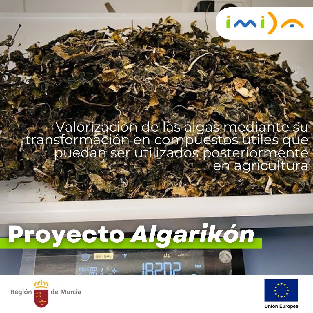 imida_murcia's tweet photo. #ProyectoAlgarikón #ProgramaTED Algas invasoras del #MarMenor son retiradas para un nuevo uso en agricultura: mejora de la producción en el cultivo de lechuga 🌊🥬 @imida_murcia @UAM_Madrid @CIEMAT_OPI #CTICH Más información ▶️ https://t.co/BaaPkPLC9v https://t.co/WIeYpIx0gu