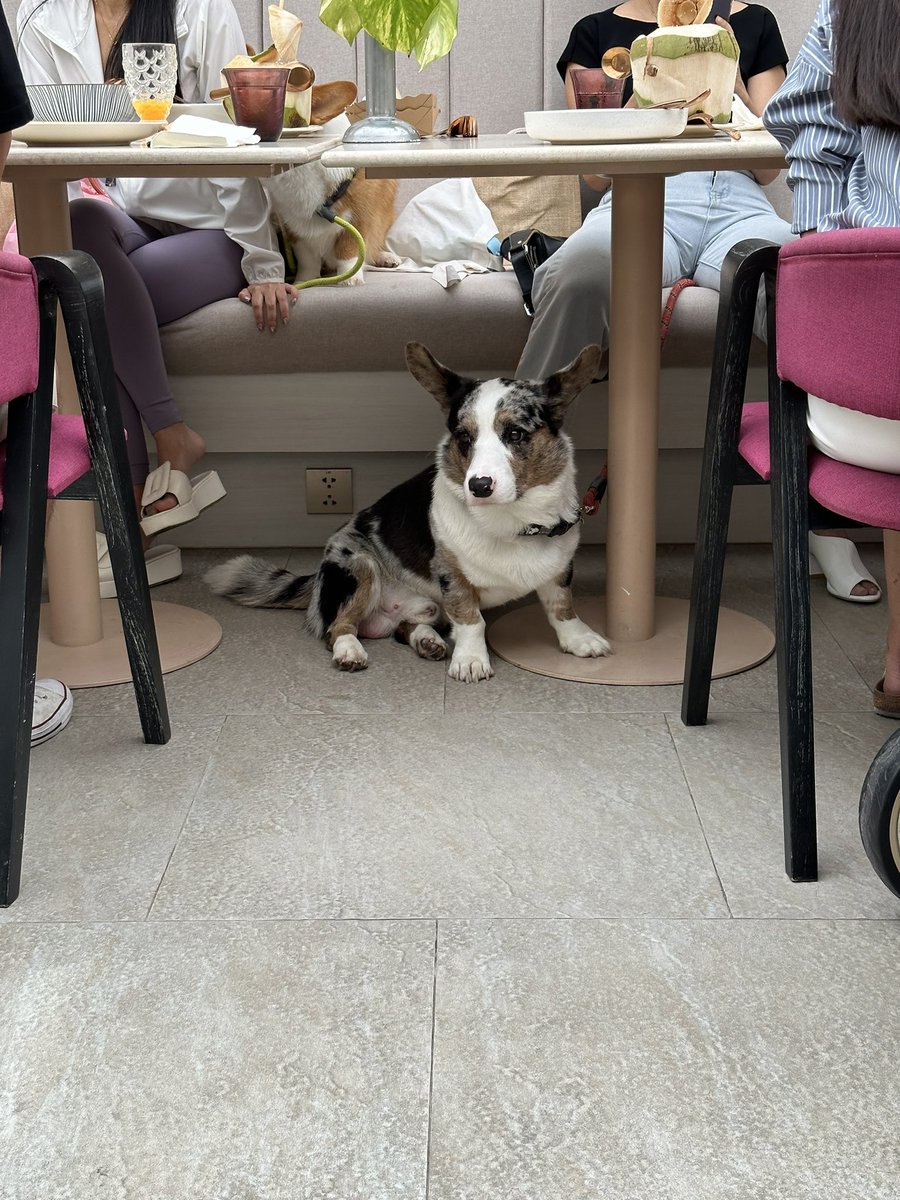ChavinVin's tweet image. Sunday Brunch 🥓 @thefiglobby
มาเปลี่ยนบรรยากาศ กินอาหารเช้าที่ Art Restaurant ในโรงแรม the fig lobby 
กินข้าวพร้อมเสพ Art และดนตรี
ที่สำคัญ เค้าให้พาน้องๆ หมาแมว มาได้ด้วยนะ 🐶🐶
@aroii 
#boutiquehotel #artrestaurant #petsfriendly #playfuladults #houseofchipresents #thefiglobby