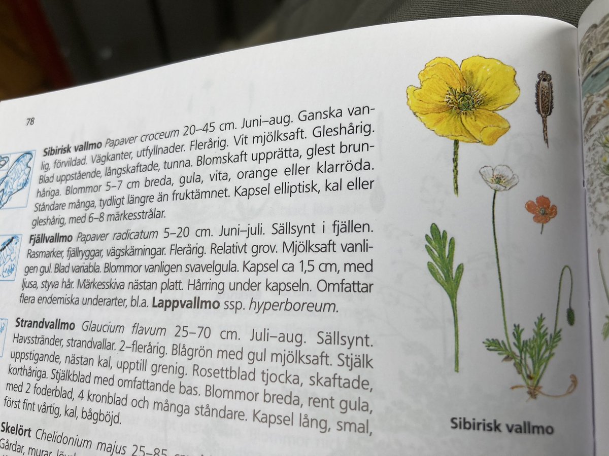 Met ‘n andere botanische blik in ‘t buitenland. ‘Urbane’ inburgerende Siberische klaproos -soort van kille klimaten- in Scandinavië: Papaver croceum