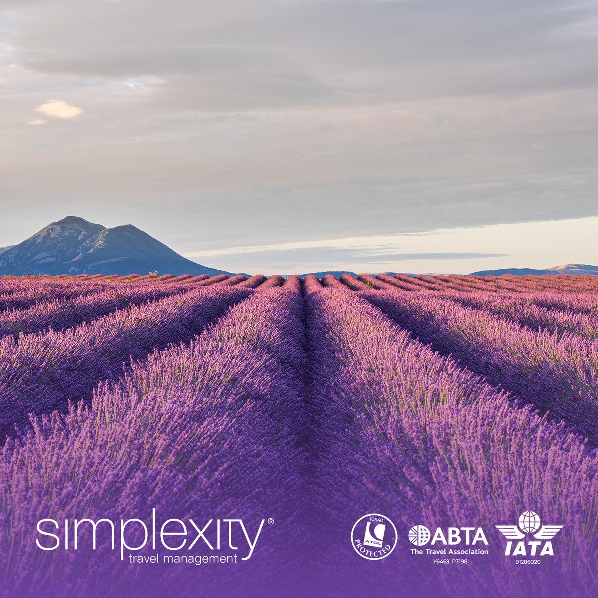 🌿🌺 Take a walk on the wild side of Provence in July with Simplexity Travel! 🌺🌿 With the lavender fields creating a stunning backdrop, venture deeper into the region's diverse landscapes to witness a tapestry of untamed beauty.