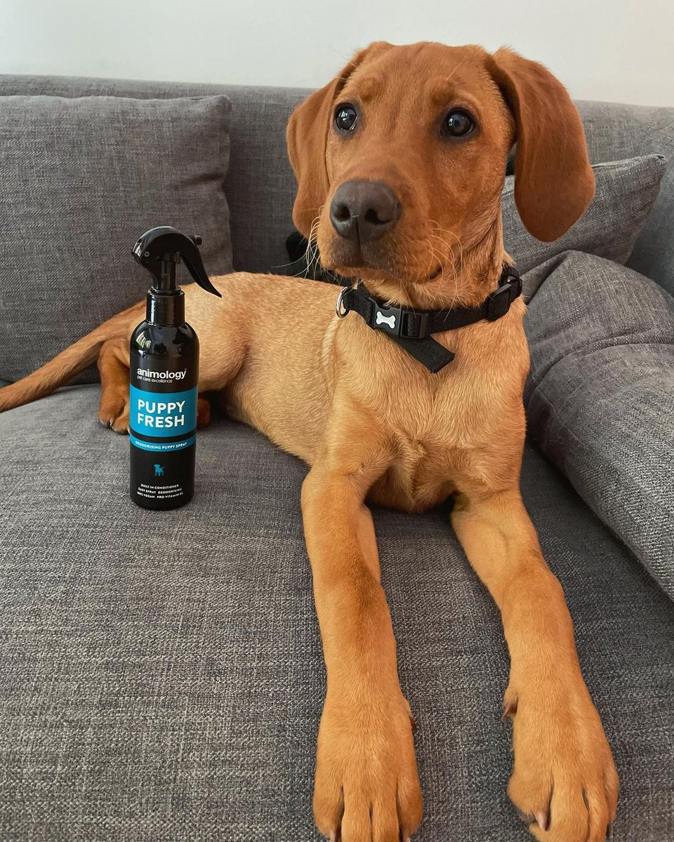 Simba is smelling oh so fresh after a quick spritz of Puppy Fresh.

Ps. Look at those big puppy paws!

📷 <a href="/simba/">simba</a>.redfoxlab