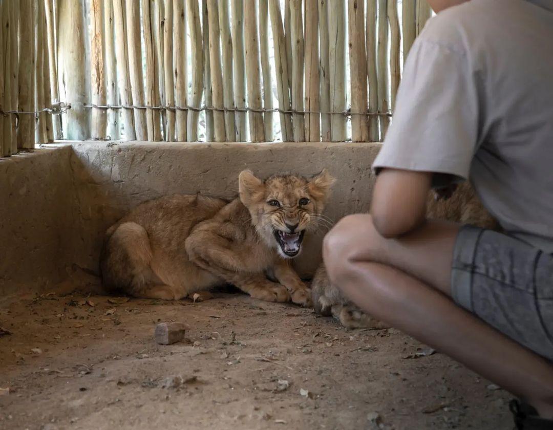 A moment of pleasure for a tourist; a lifetime of misery for a captive animal! @BarbaraCreecy_ Time to #CancelCaptivity & close down the shameful & cruel captive #lion industry in #SouthAfrica. #BloodLions #BredForTheBullet
#saynotointeraction
#betheirvoice
📸 Aaron Gekoski IG