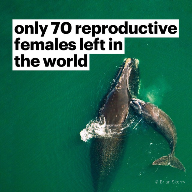 IFAWUK's tweet photo. 🚨 With fewer than 70 reproductive females capable of bringing new calves into the world, the #NorthAtlanticRightWhale is one of the most critically endangered species in the world. 

But we can help. Take action today and sign our petition 🐋✍️

📸: © Brian Skerry