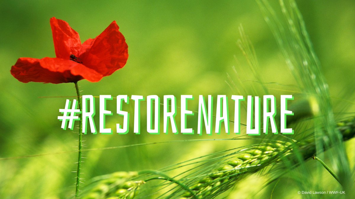 È ora che l'#Europa faccia da apripista per proteggere il nostro pianeta 🌎

Se vogliamo un futuro dobbiamo ripristinare la #natura

La legge europea sul ripristino della natura è la vostra occasione <a href="/beghin_t/">Tiziana Beghin</a> <a href="/DantiNicola/">Nicola Danti</a> <a href="/brandobenifei/">Brando Benifei</a> <a href="/fulviomartuscie/">Fulvio Martusciello</a> 

#RestoreNature