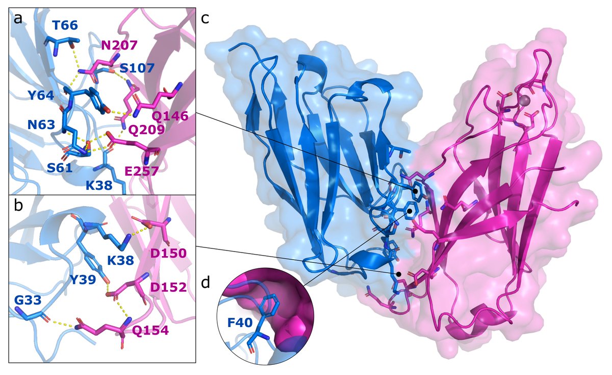 Summer paper published!🥳 Our highly characterized new #nanobody follows endogenous Synaptotagmin1 with no impact on the physiology of living neurons and works great under various #superresolution microscopy (e.g., STED, ExM, FL-PAINT, etc.). doi.org/10.1002/smtd.2…