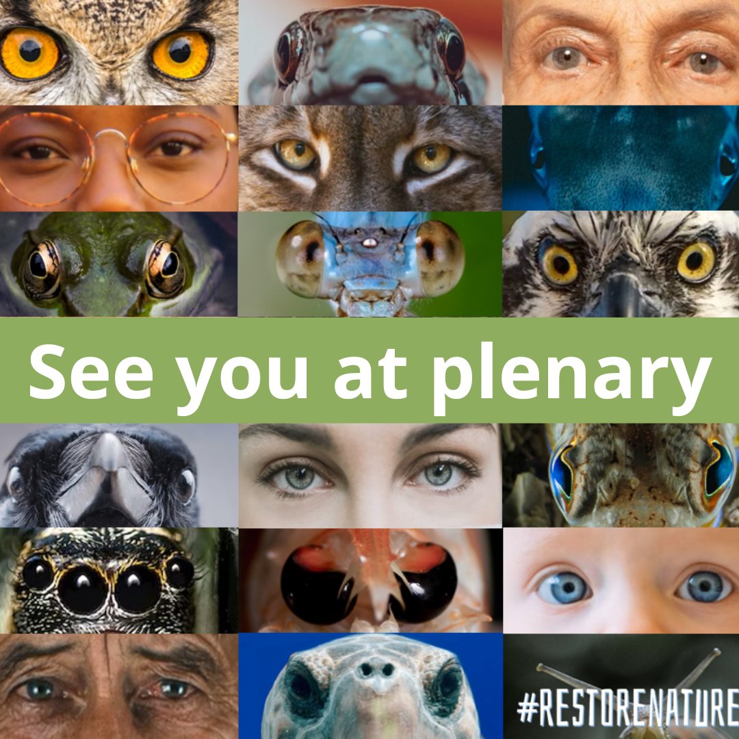 MEPs, on Wednesday, Europe &amp; the world will be watching you 👀

The vote on the Nature Restoration Law Law is no ordinary vote

It's a vote for nature itself, a vote for the survival of our citizens, a vote for our economy, our climate &amp; our future

Let's #RestoreNature, now! 🌳