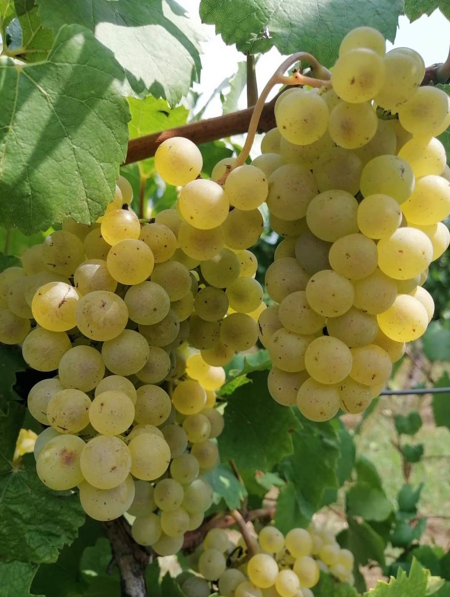 MIROLJUBPOPOVI1's tweet photo. Nije #Bordeaux
Nije #Alzac
Nije #Toscana
#Levač u srcu Šumadije, jedinstven
i neponovljiv.
@znamodanedamo
@jovicabusetic https://t.co/u1GdXAR0YD