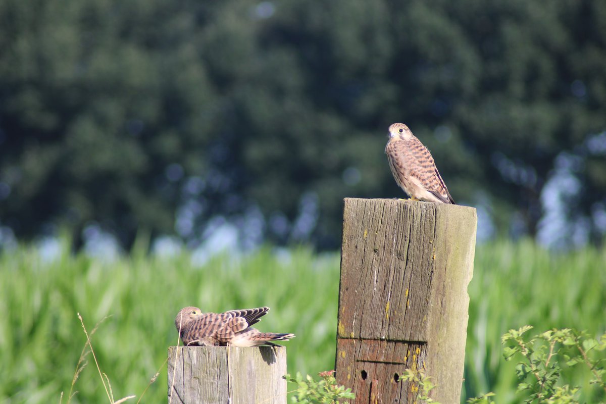 Jonge #torenvalken verlaten het nest.