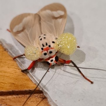 GriffithJellies's tweet image. Can anyone help us identify this bubble blowing #moth please? It was found inside a house in Far North Queensland, Australia (Mission Beach) and the bubbles stung my Dad's fingers as he carried it outside to release it. It's a stunning animal and we've never seen it before.