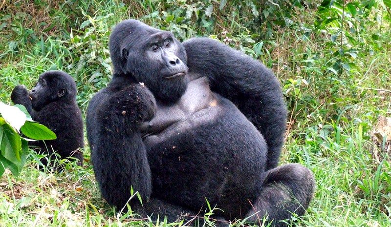 AfricaGuide_com's tweet photo. Top 10 things to do in Africa
https://t.co/rPeqDNXfuL
A few photos of just a few of the sights you'll see  #Africatravel #Africanwildlife #Travel #Safariinafrica https://t.co/9L1lfs3SUN