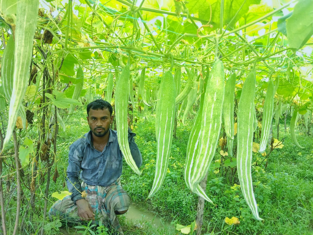 #Agriculture is the backbone of #economic #development of #Bangladesh. UNHCR-CNRS has been supporting #Farmers to help them achieve #financialstability.