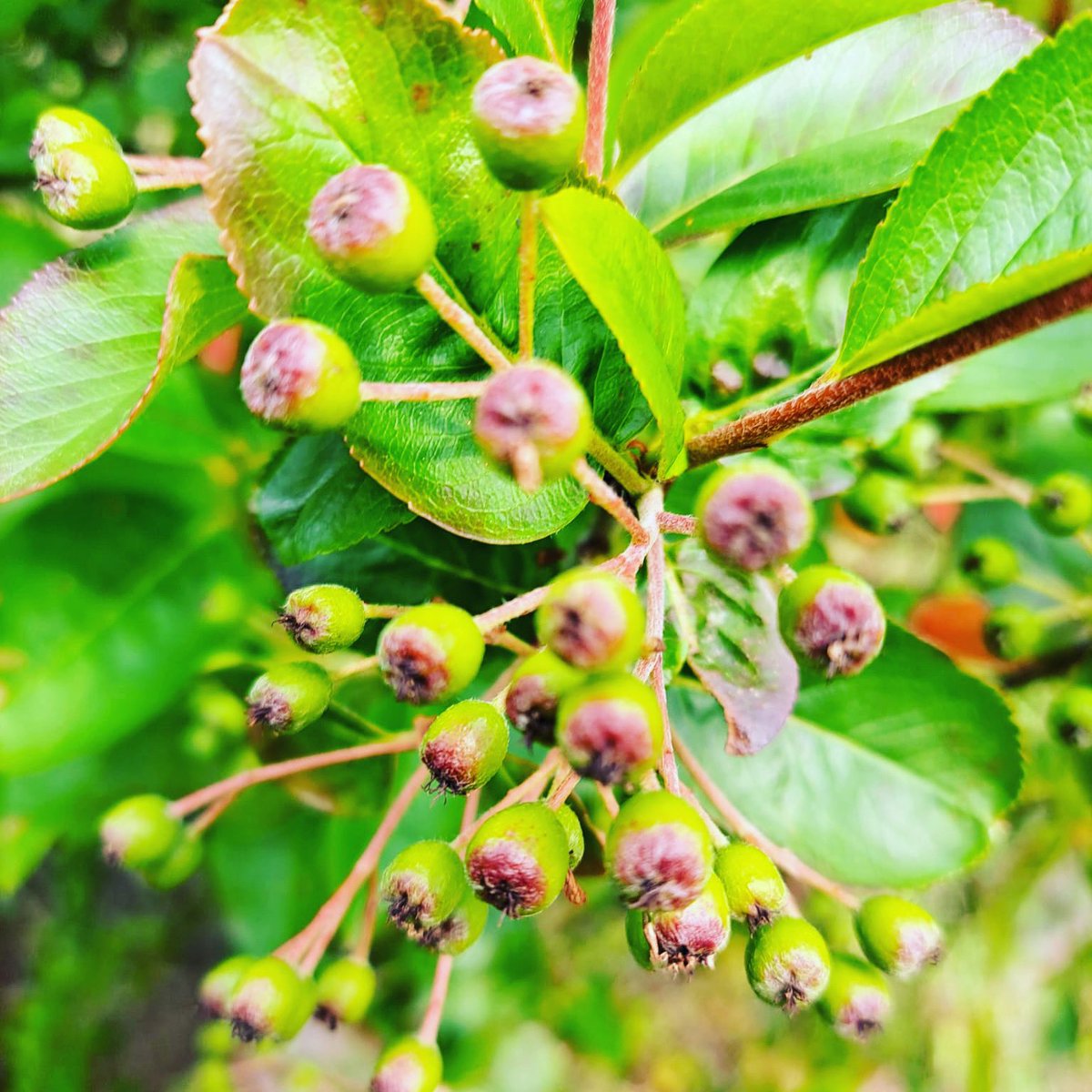 Little Aronia berry update from our British plantation! 🇬🇧

Then #aroniaberries are now starting to blush, changing colour to what will be that deep purple which provides some of those powerful #nutrients 💜

#Kent