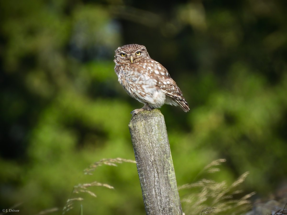 A local Little Owl, this morning...

#eastlancsbirds #Athenenoctua