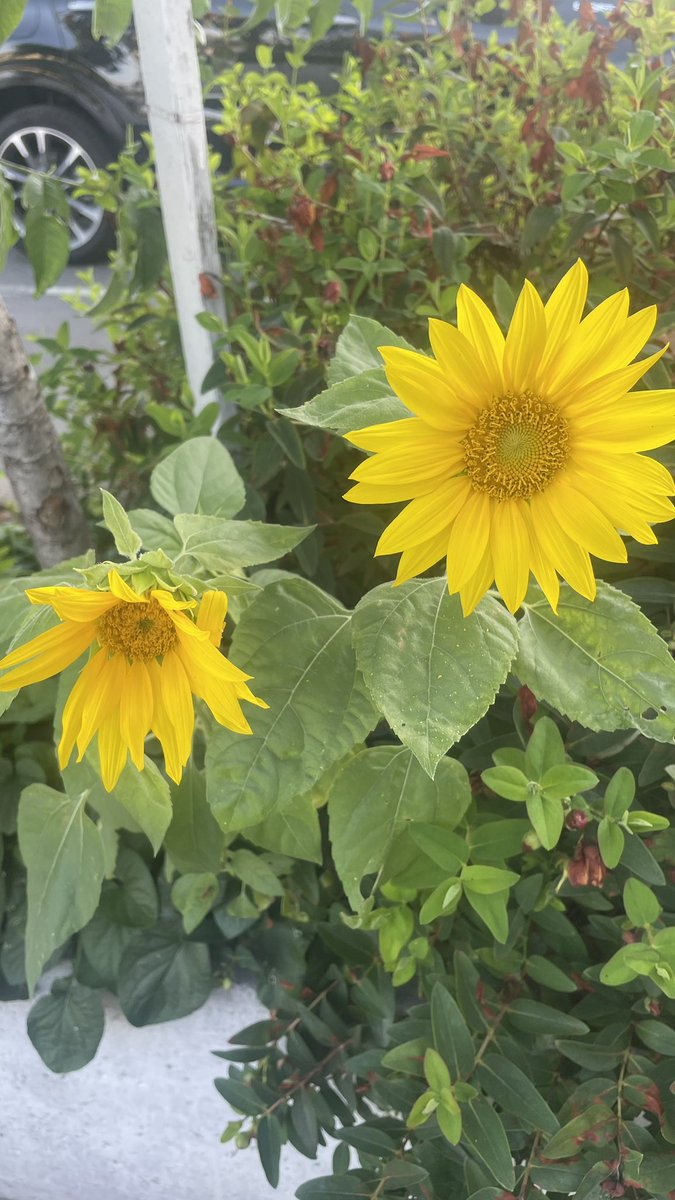 corahbartlett's tweet photo. Life is a dream. https://t.co/5dej75Hm2t
