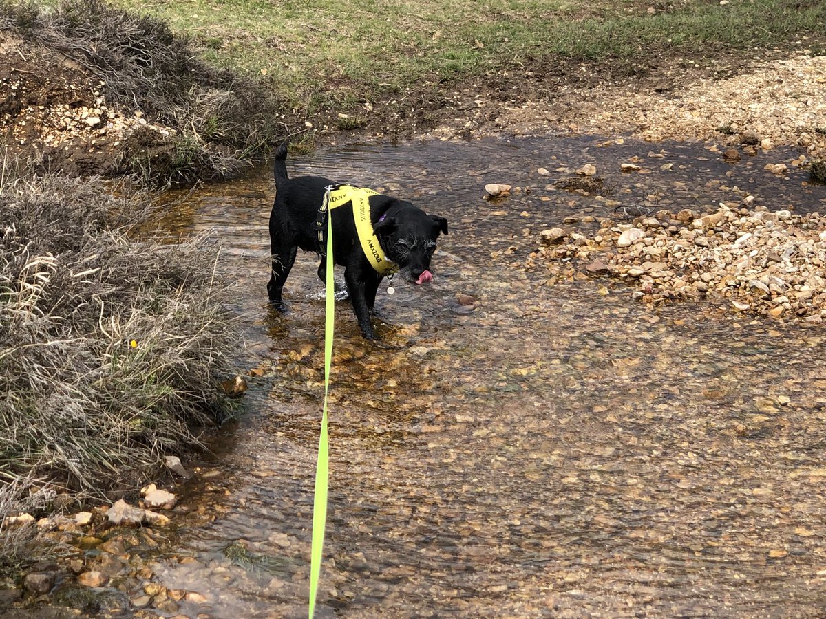 NickyHarvey11's tweet photo. @ThatMrNicholson @DiabetesUK My Ethel says “hi” 🐕‍🦺🐾🐾 https://t.co/YNz4qyCBaR