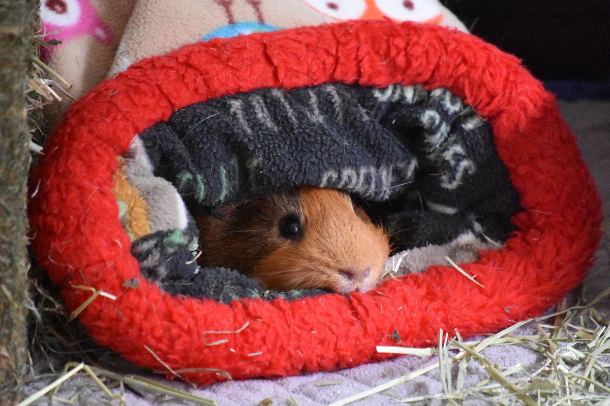 triggerdavepigs's tweet photo. All snuggly 😍 https://t.co/42blzuVaGe