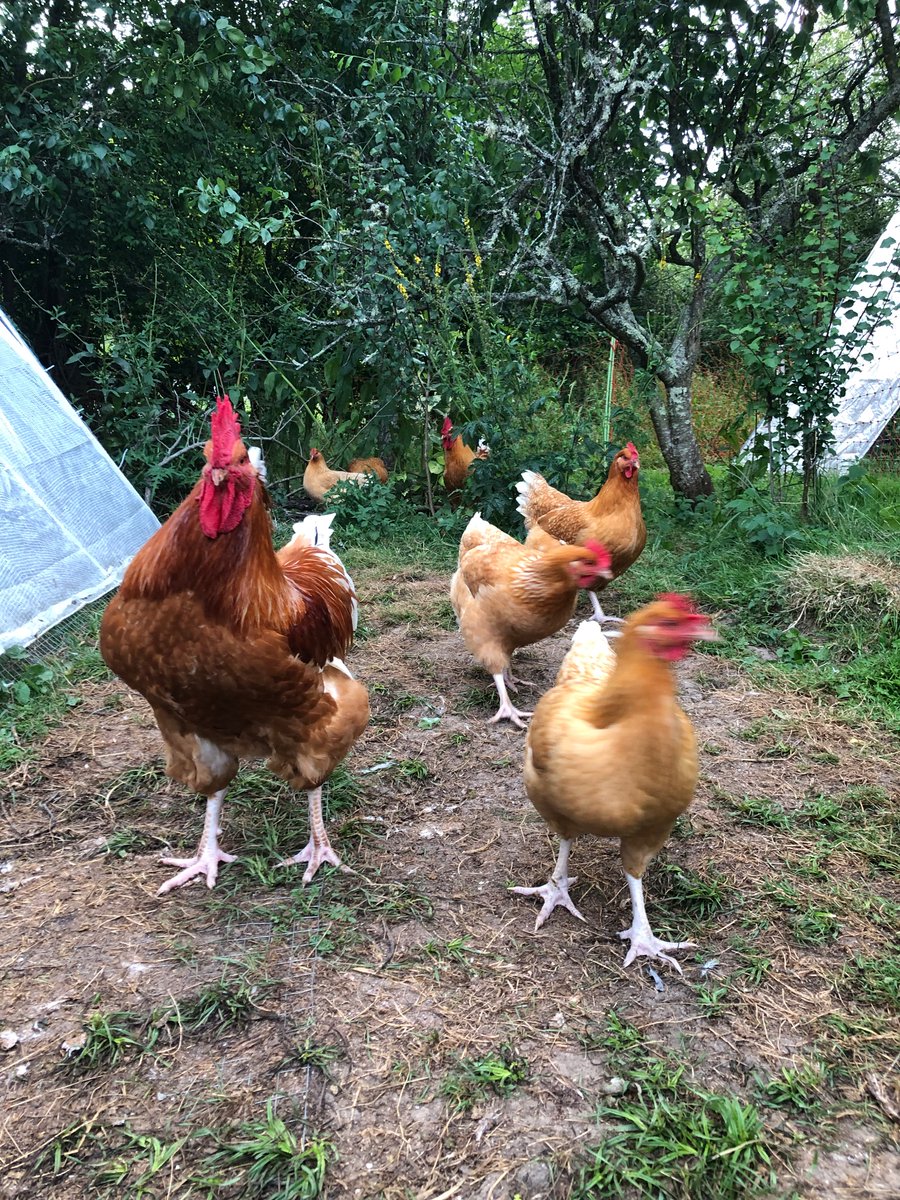 ourbitofsussex's tweet photo. Steve went from singing for his supper to being the centrepiece of ours. I culled and butchered the first of our #meatchickens last week. Sundayβs roast was extra special; we have a deeper appreciation for the food we eat.
#growyourown #smallholding https://t.co/PLDxCAE1HK