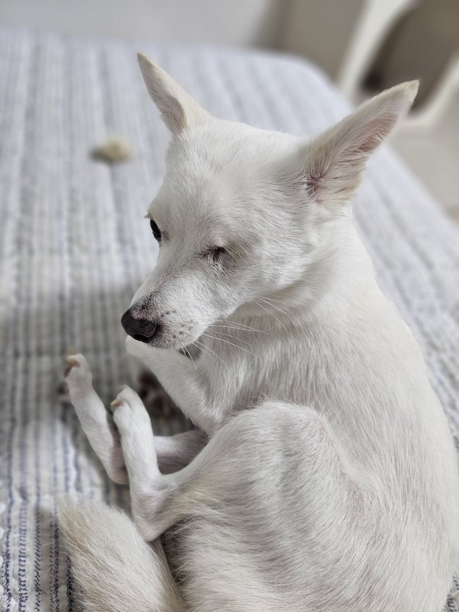 강아지보다 고양이를 좋아하는 꾸꾸..
임보처에 있을 때도 길고양이들한테 꼬리를 살랑이며 다가갔었답니다.
냥냥펀치를 맞아도 고양이가 안심할 때까지 차분하게 기다려줘요
저희가 모르는 꾸꾸의 기억 속에 다정한 고양이 친구가 있었던 걸까요?