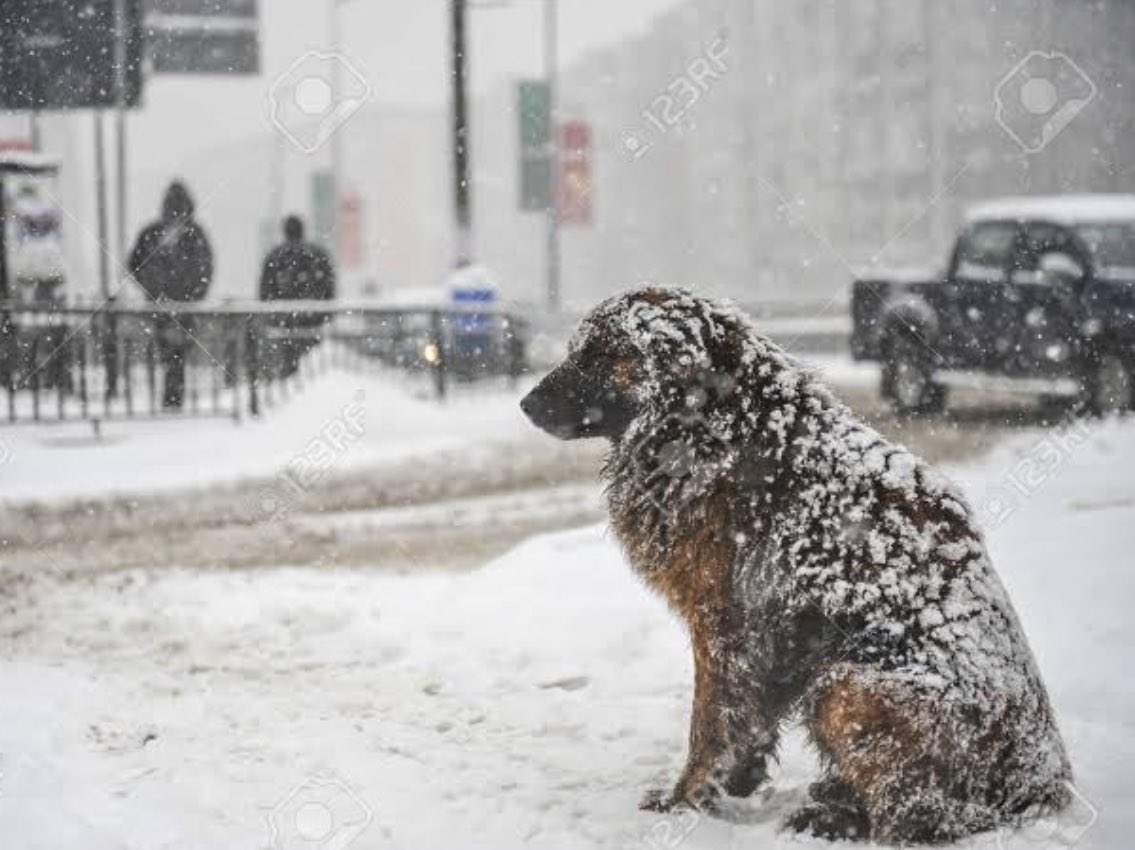 Sphagumbi's tweet photo. As the snow falls in parts of Johannesburg and other areas, please remember that your pets are also not used to these sub-zero temperatures and are feeling as cold as  you do. Be considerate and make provision for them to keep warm as well. https://t.co/RrkeAx6Qwr