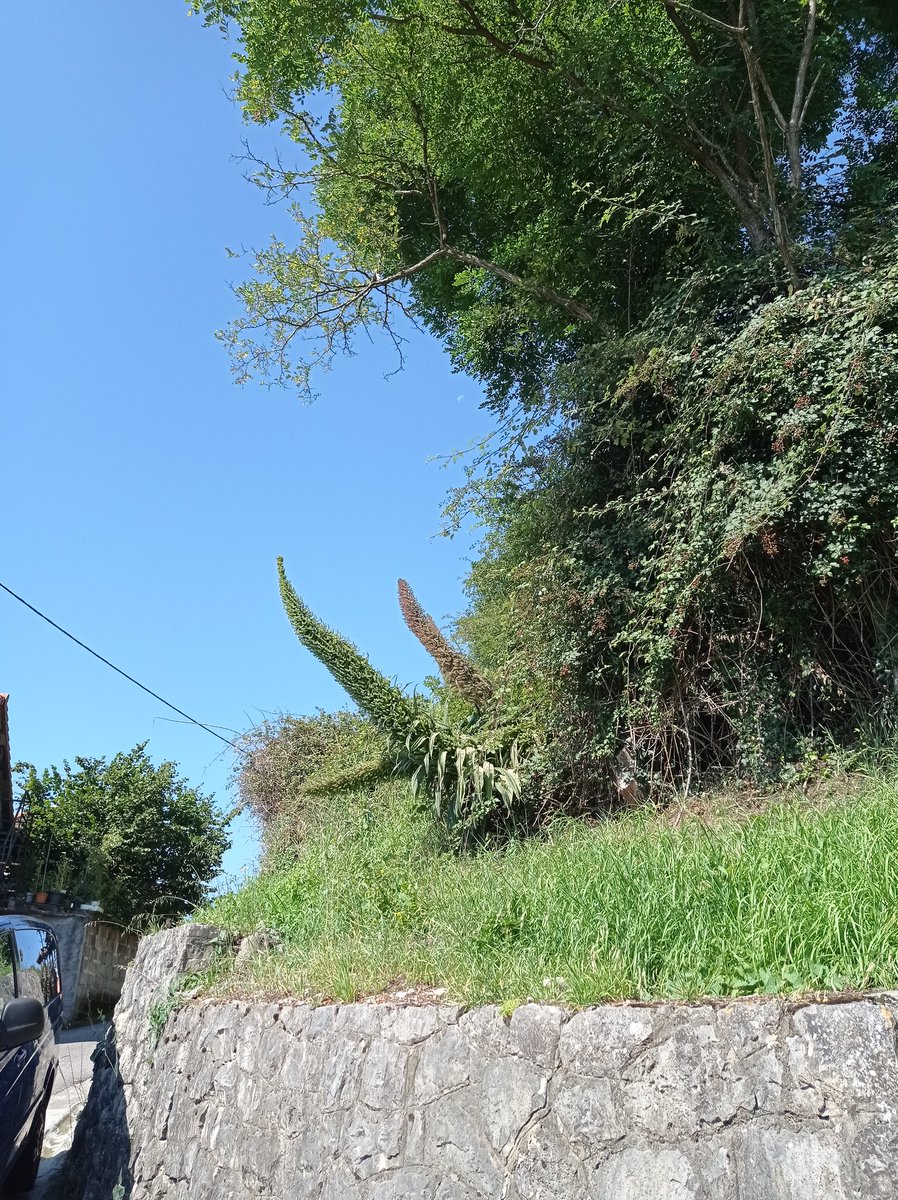 Daniel Jablonski (@djablonskig) on Twitter photo Esto es un Tajinaste? O la familia Boraginaceae hay más especies? Foto tomada en Boo de Guarnizo (Cantabria) <a href="/Imanolzuaznabar/">Imanol Zuaznabar</a> <a href="/pnteide/">ParqueNacional TEIDE</a> <a href="/Astillero_Ayto/">Ayuntamiento de Astillero</a> Esto es un Tajinaste? O la familia Boraginaceae hay más especies? Foto tomada en Boo de Guarnizo (Cantabria) <a href="/Imanolzuaznabar/">Imanol Zuaznabar</a> <a href="/pnteide/">ParqueNacional TEIDE</a> <a href="/Astillero_Ayto/">Ayuntamiento de Astillero</a>