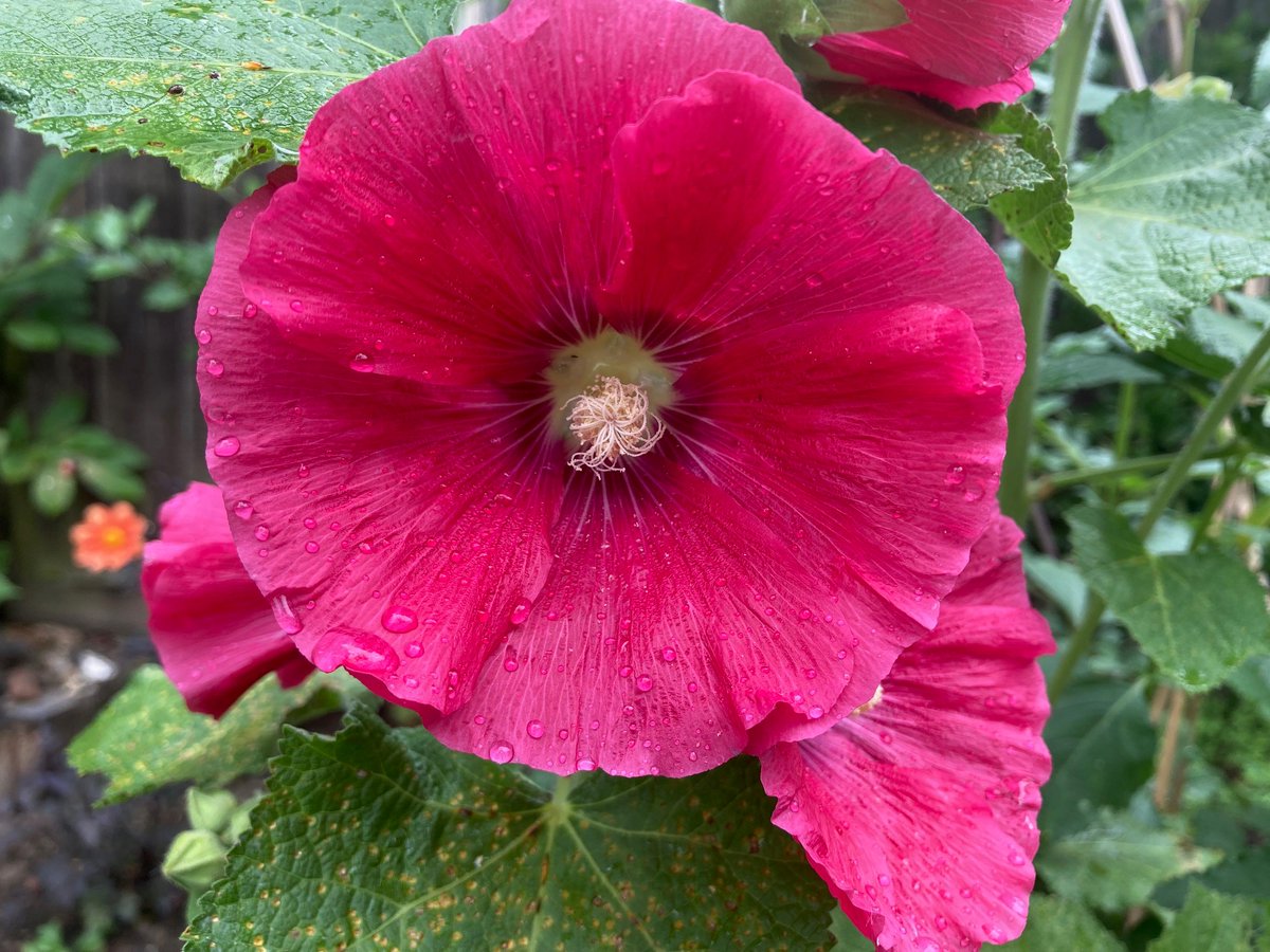 Andy Garland (@bbcradiokentag) on Twitter photo Missed <a href="/BradtheImpailer/">Steve Bradley</a> on #SundayGardening? Catch up here: bit.ly/3rsrrc0
Feat. <a href="/NGSKent/">NGS Kent Gardens</a>, <a href="/stevenedney4/">Steven Edney</a> & <a href="/LouDowle/">Louise Dowle</a> on their garden and their talk in #Chalk on Friday, @HG_Philip on #RHSHamptonCourt gold, and free entry to #RHS gardens for #NHS workers. Missed <a href="/BradtheImpailer/">Steve Bradley</a> on #SundayGardening? Catch up here: bit.ly/3rsrrc0
Feat. <a href="/NGSKent/">NGS Kent Gardens</a>, <a href="/stevenedney4/">Steven Edney</a> & <a href="/LouDowle/">Louise Dowle</a> on their garden and their talk in #Chalk on Friday, @HG_Philip on #RHSHamptonCourt gold, and free entry to #RHS gardens for #NHS workers.