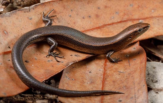 BBM_Wong's tweet photo. PhD paper by @maddydejong (co-supervised with @chapple_lab) reveal long term effects of developmental temperature on offspring phenotype in an egg laying skink. With @lesley_alton, @Craig_R_White & @OBryanMoira. #BobWongLab #PhilTrans
https://t.co/K8CGLLmS4Q
πΈ Jules Farquhar https://t.co/vmXqvXxXUJ