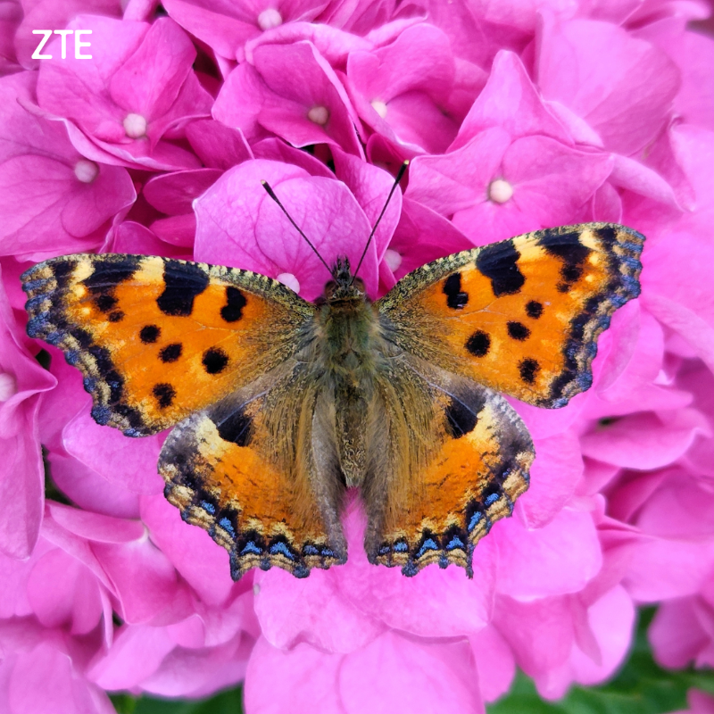 ZTEDevice's tweet photo. Pick your favorite, 1 or 2? 🦋🐝

#ShotOnZTE by @jenojen16

#zte #axon40ultra #naturephotography