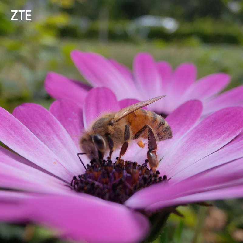 ZTEDevice's tweet photo. Pick your favorite, 1 or 2? 🦋🐝

#ShotOnZTE by @jenojen16

#zte #axon40ultra #naturephotography