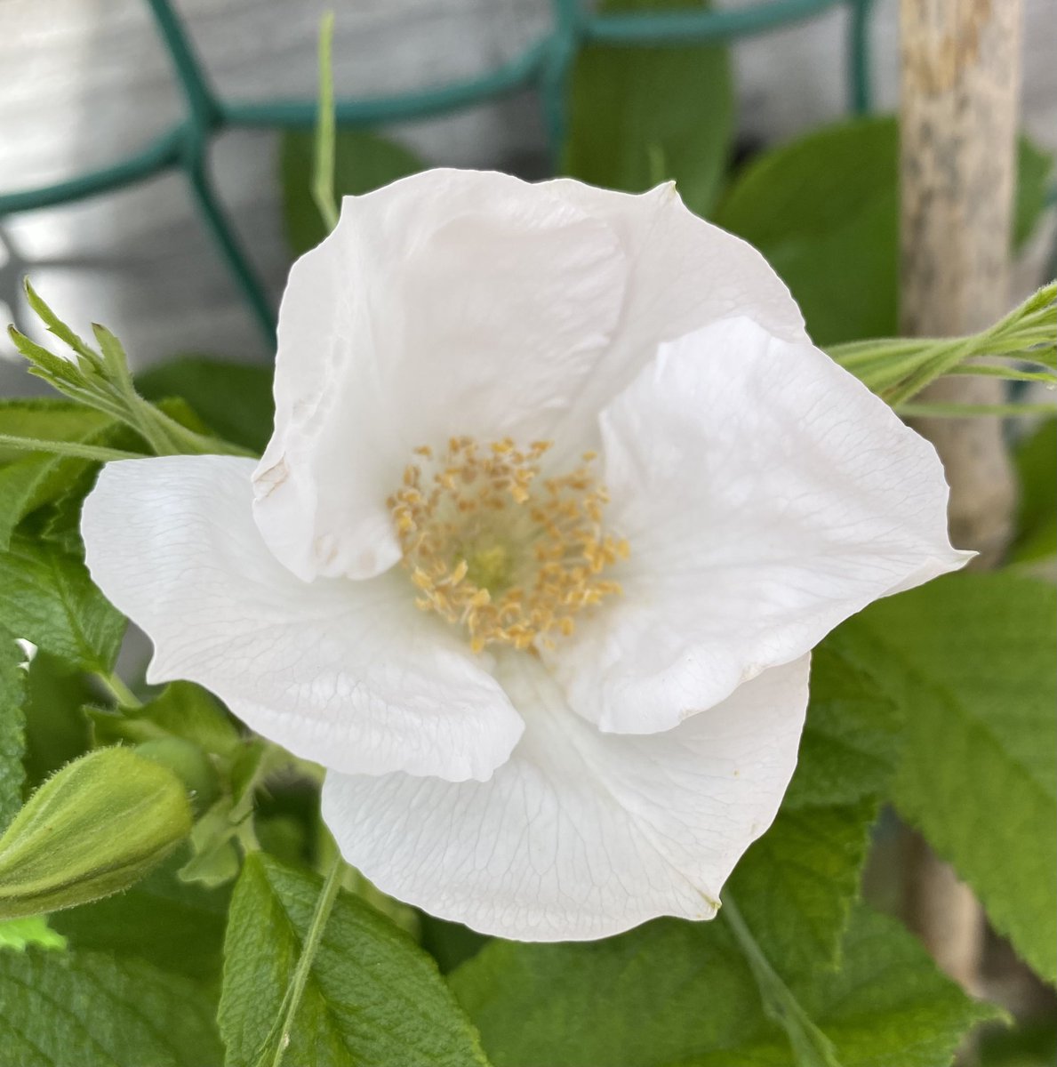TriciaNo2's tweet photo. First flower on wild Briar Rose!
#eglantine #wildrose #pollinator https://t.co/X9GkFxpmiO