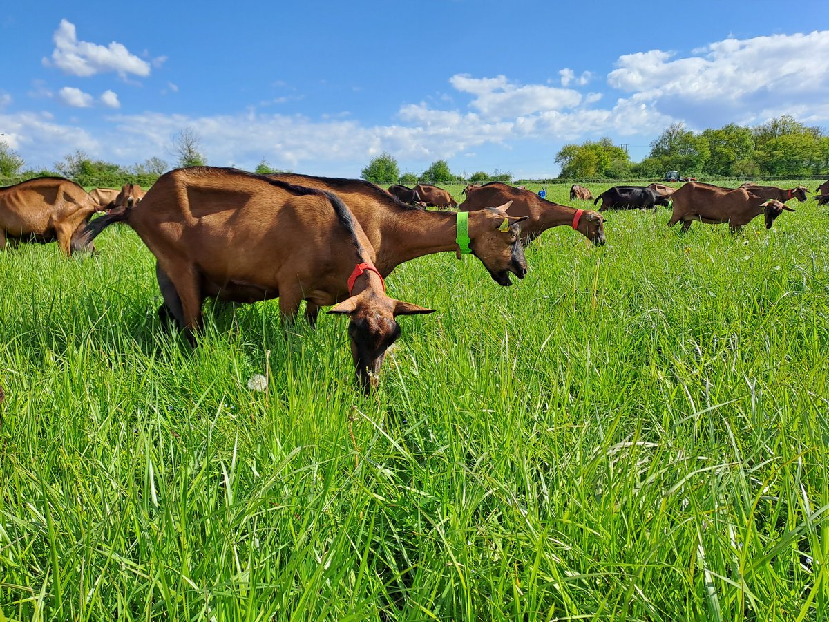 Envie d'évaluer la durabilité des 3 systèmes de chèvres laitières🐐étudiés à <a href="/INRAE_France/">INRAE</a> #Patuchev? Rejoignez notre équipe à Lusignan (86) en postulant à cette offre post-doc avant le 23/08!
➡️jobs.inrae.fr/ot-18521