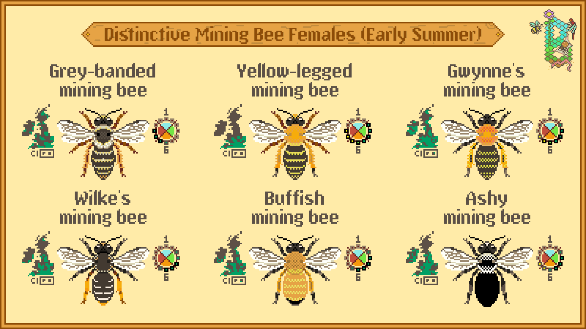 Summary of early summer Andrena common names version 🐝 

Very last chance to see the bottom three species now! Feedback on these summaries to support biological recording much appreciated.

<a href="/StevenFalk1/">Steven Falk</a> <a href="/Liam_M_Crowley/">Liam Crowley</a> <a href="/olds_liam/">Liam Olds</a> <a href="/RyanClarkNature/">Ryan Clark</a> <a href="/bumble_being/">Charlotte Rankin</a> @SolitaryBeeWeek