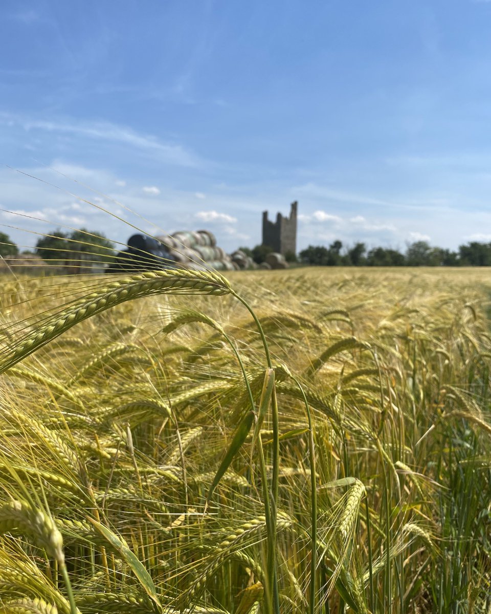 CrispMalt's tweet photo. 🌾 It's the final weeks before #harvest for this Spring #Barley. On arrival at our Maltings, it will go through quality control and weighing before being stored and then #malted.
🌾 Find out more about the fascinating process in our blog post
🔗 https://t.co/IZIbzGM8Hf https://t.co/H7I5l49Mbi