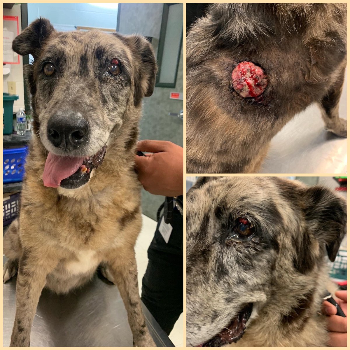 RoCo🇬🇧God Save The King🇬🇧 tweet media