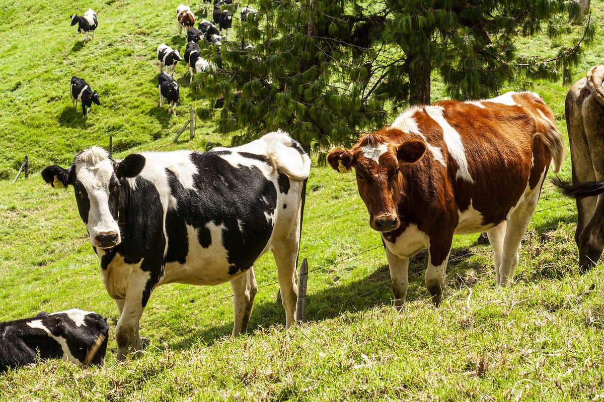 FarmManagerSA's tweet image. FARM MANAGER – LIVESTOCK &amp;amp; DAIRY – FM1559

1 Hour South of Berlin Area – Germany: Our client is looking for a Farm Manager – Livestock &amp;amp; Dairy with ownership mentality to join their team.

farmmanagersa.co.za/farm-manager-l…