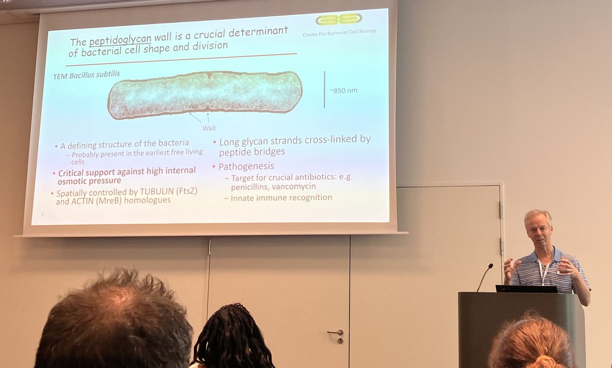 Here is Bacillus subtilis😀⁦<a href="/Errington_Lab/">Errington lab</a>⁩ on persistance of L-forms #FEMS2023