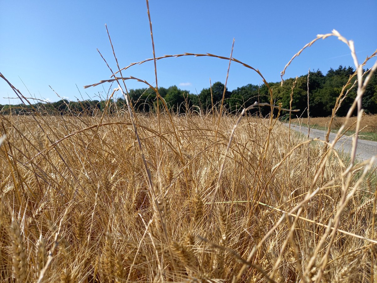 Renée PREVOST (NORIAP) tweet media