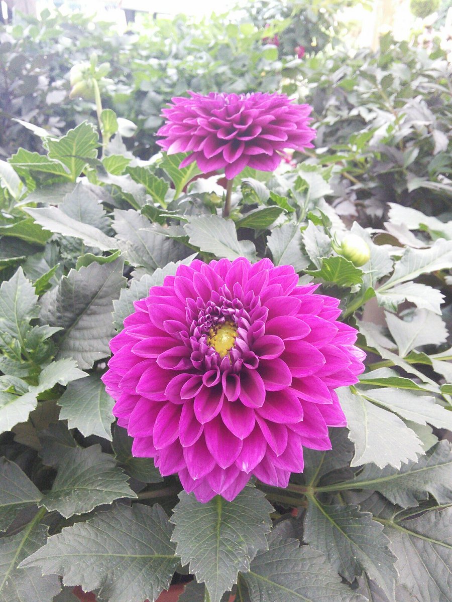 Dahlia days are here!
#summergardening #surreygardencentre #Ashtead #Dahlialove
