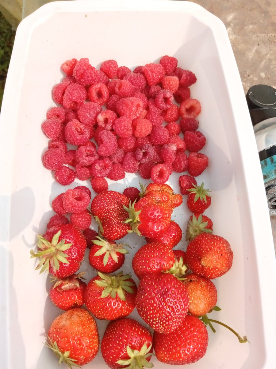 oiseaudejour's tweet photo. Retour du jardin 😊😊
#mygarden  #TeamJardin  #MonPotager https://t.co/VjcleVa2xb