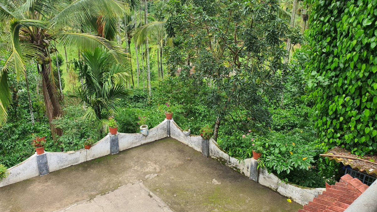 VoyagesShivAnk's tweet photo. Looking for a homestay in Wayanad? Nothing can be more peaceful and close to nature. Stayed here for 3 nights &amp; 4 days. It was close to sleeping in nature's lap. So affordable, close to the town  &amp; peaceful. 
Dm us for the Airbnb link 🤗 
#keralatourism #Kerala #Monsoon  #airbnb https://t.co/70HXdTNoyb