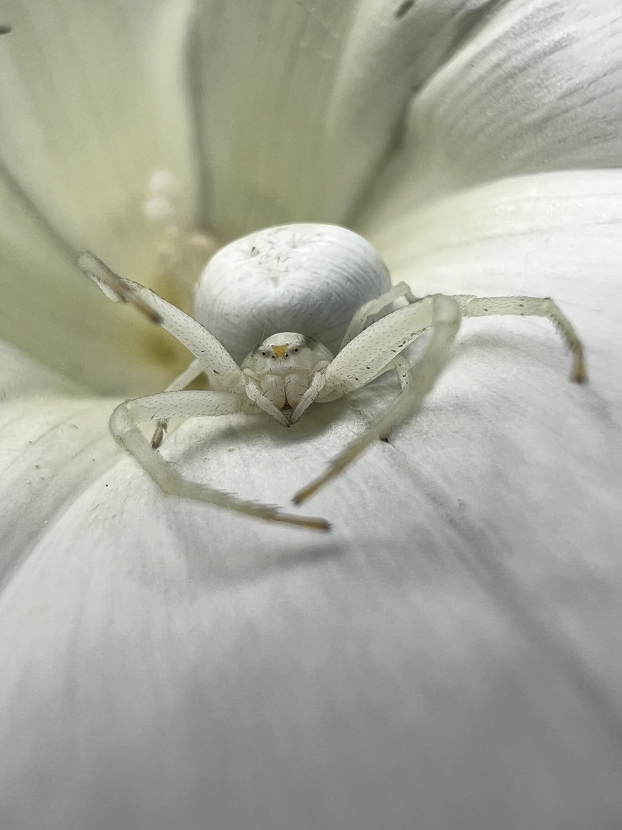 Sometimes, a close look at a common plant can be unexpectedly rewarding. Crab spider on bindweed #Gloucestershire