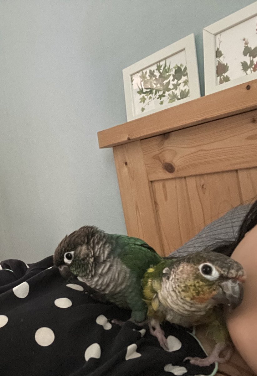 만지는건 절대 싫어하면서 옆에는 있고싶어하는 아이들