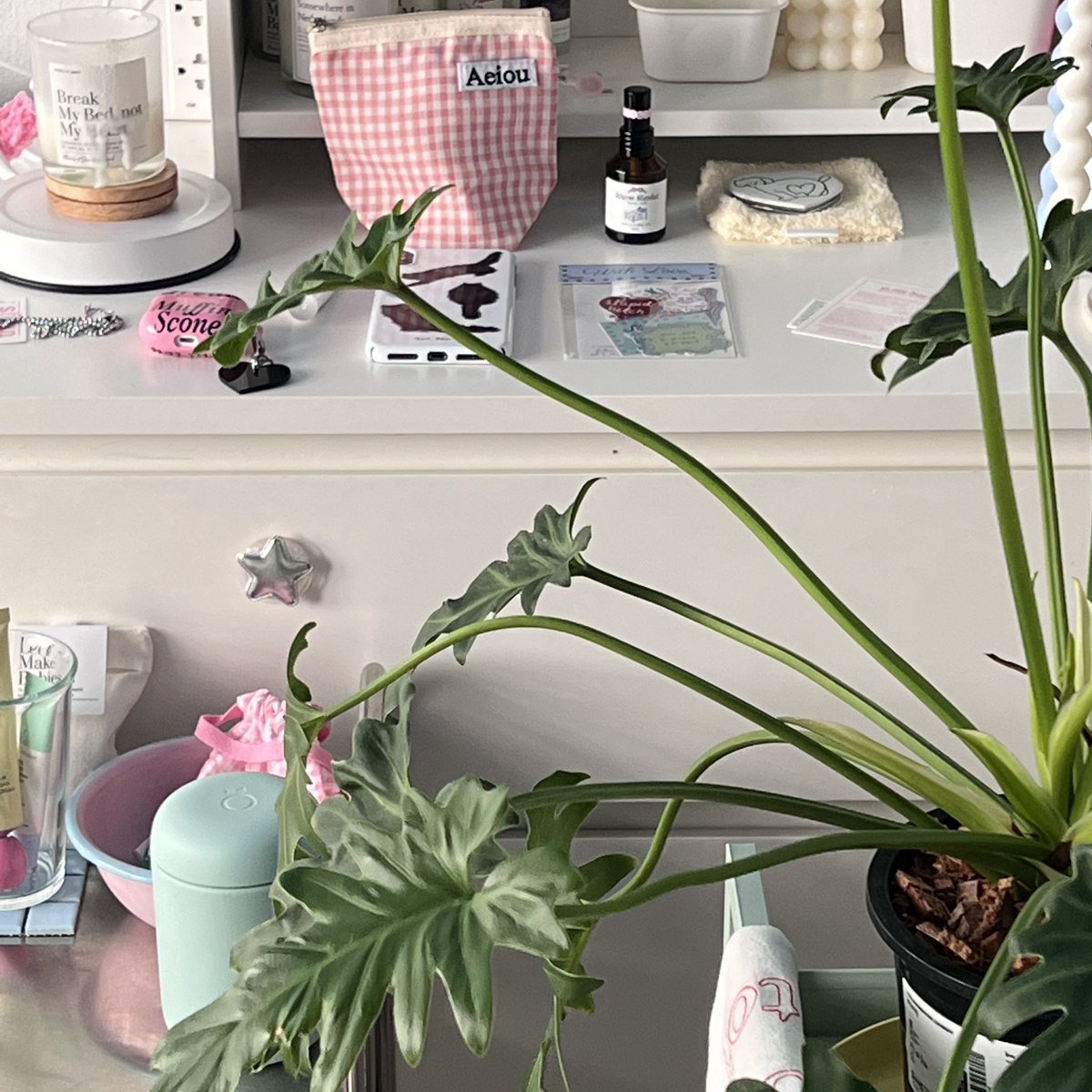 ibflowersfms's tweet image. monday ˳✧༚