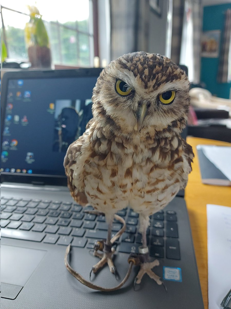 Office day today 😁💻⌨️🖱🦉😁 #adminday #office #havingahoot