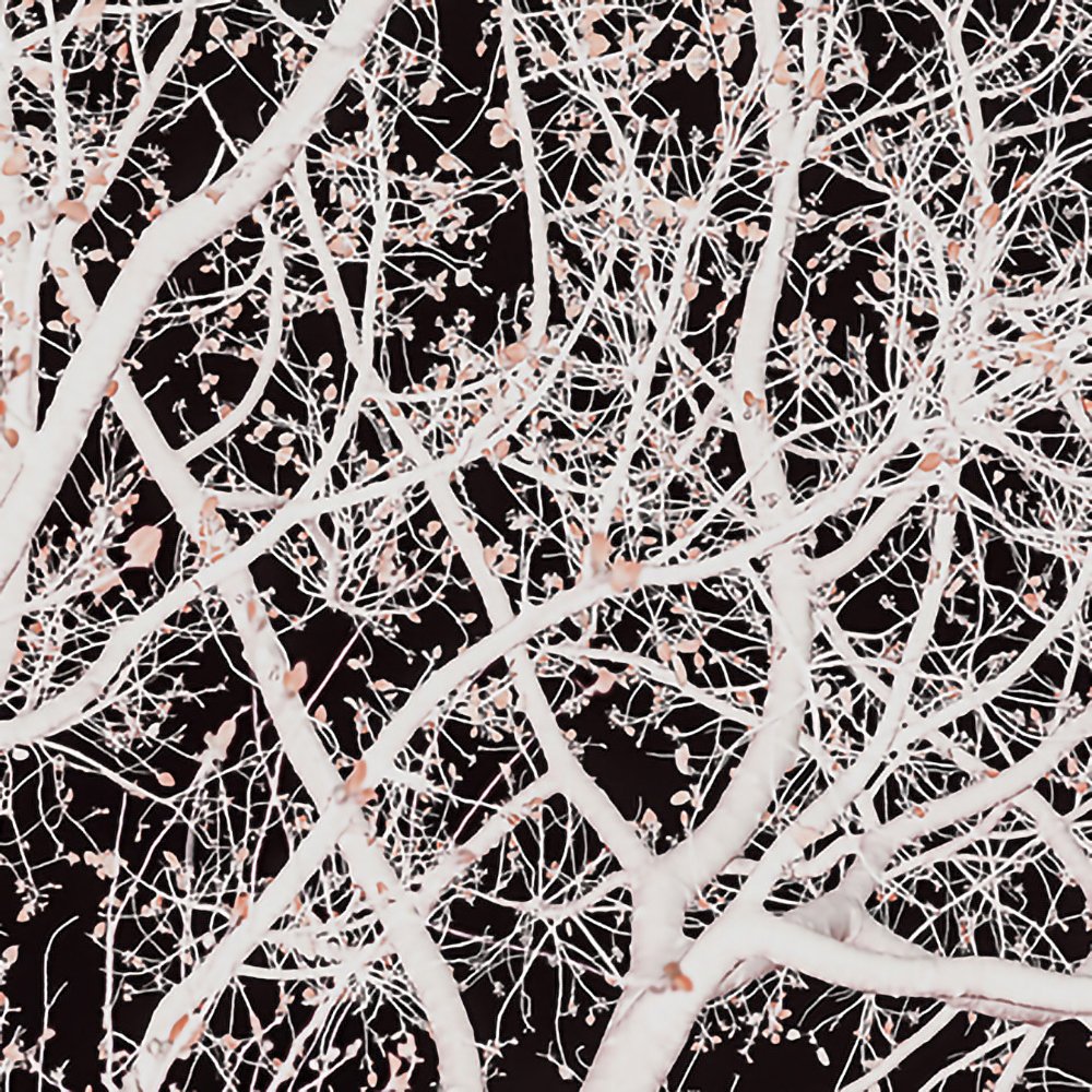 Wallart_designs's tweet photo. #RobinSprong #AtlasTree #ClintonFriedman
“As an artist I have two opposing processes: one mechanical, the capturing of light and the other intuitive, an unconstrained manipulation of color. My color work is the converse to my photographic studies. https://t.co/atnQ7UNLGb