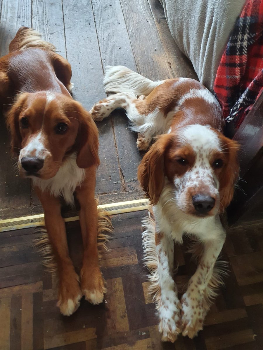 Oliver & Paddy tweet media