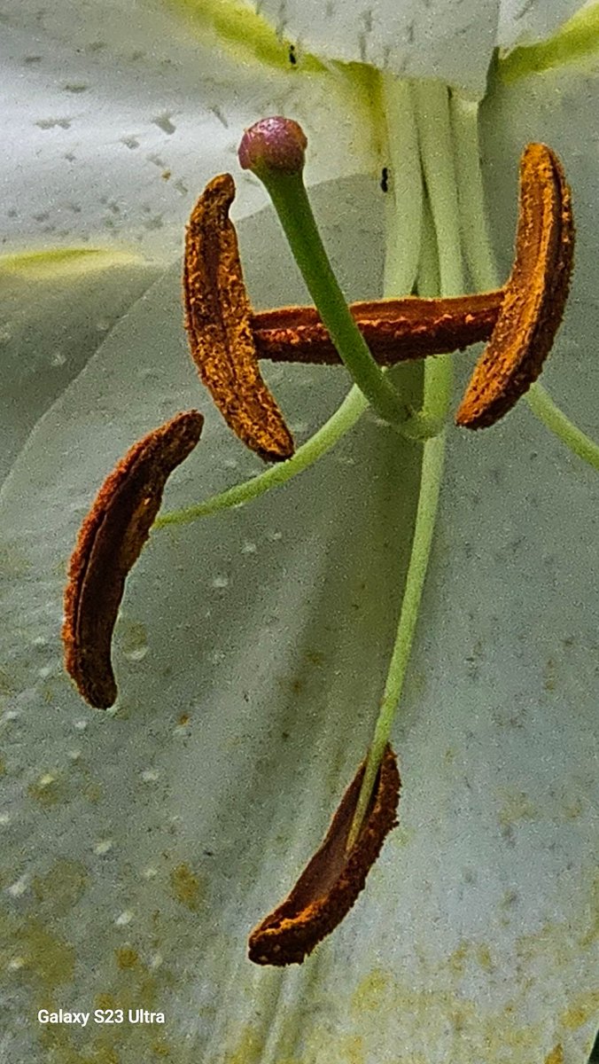 xander1178's tweet photo. #lily Lilium Casablanca showing stamen and pistle. https://t.co/XSs093fY2e