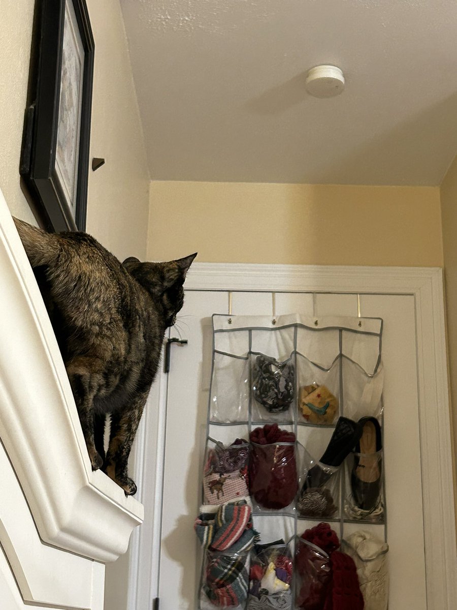 AtticusAtticCat's tweet photo. Dis is my sister Nutmeg. She jumped on top of the hooman’s bed and wants to jump to the hanging thing. #AtticusTheAtticCat https://t.co/XALywuYmX8