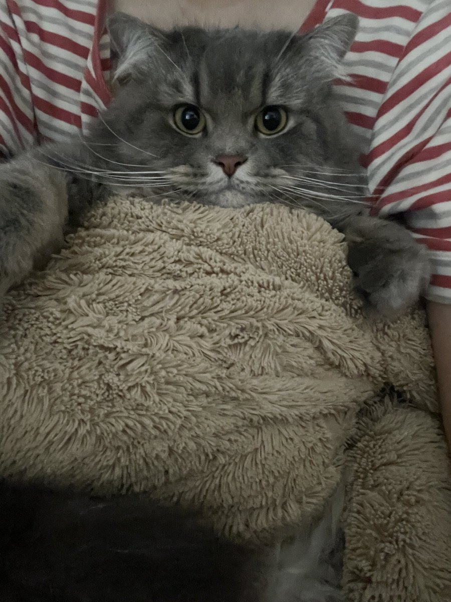 mormormorru's tweet photo. แมวบ้านไหนซน แต่ไม่อยากตี แต่อยากให้มันหยุดตั้งสติ แนะนำวิธีนี้ 
คือปกตินี่จะชอบนั่งเล่นทรศแล้วเอาตุ๊กตามากอดวางแขน ทีนี้ก็แค่จับแมวนั่งตักแล้วกอดทั้งแมวทั้งตุ๊กตานั่นแหละ แค่นี้เราก็จะได้เล่นทั้งทรศและแมวก็จะนั่งตั้งสติ หนีไปไหนไม่ได้ด้วย ฮ่าอีอ้วน https://t.co/kNsxoFE59v