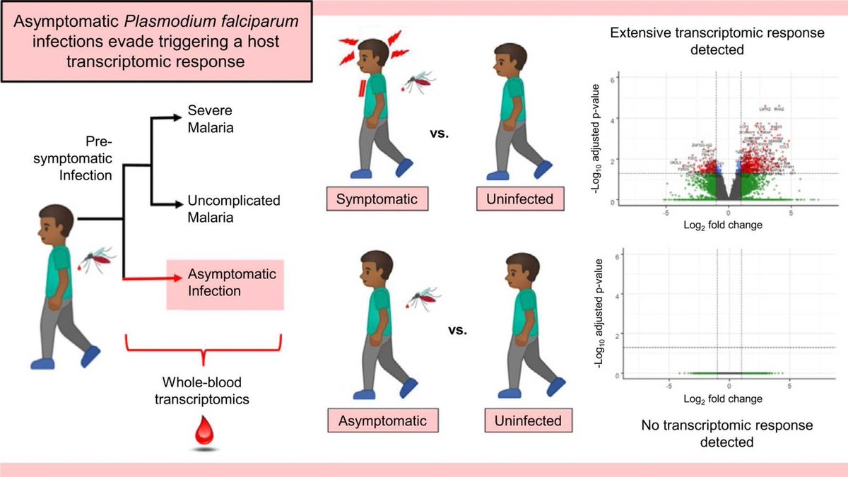 ClaireDunican's tweet photo. Important collaborative work between @ImperialInfect, @LSHM_malaria, @ICEMalaria, @WACCBIP_UG and @AhuPrah investigating the blood transcriptomic response to P. falciparum infection in children. 
In summary: no detectable response! 😱🦟
https://t.co/nFJLn8JAJP https://t.co/F0RxYUV2mC